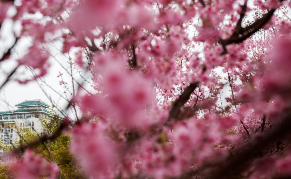 接下來(lái)這半個(gè)多月，這些地方會(huì)很美！