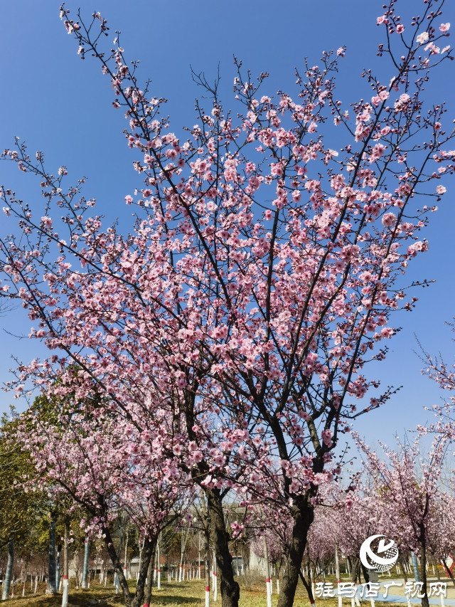 確山縣住建局喊話:公園花已開等你來打卡