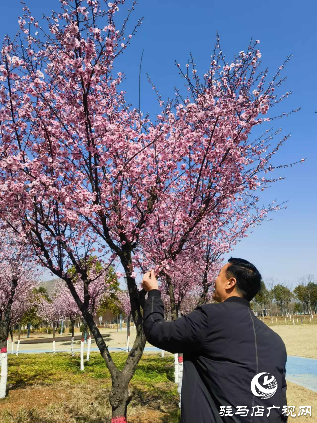 確山縣住建局喊話:公園花已開等你來打卡