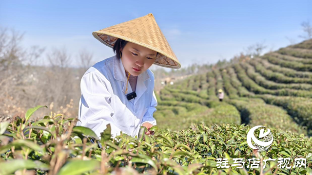 劉盼盼：茶香中蹚出創(chuàng)業(yè)路 匠心里架起共富橋