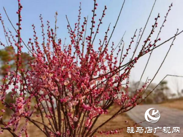 確山縣住建局喊話:公園花已開等你來打卡