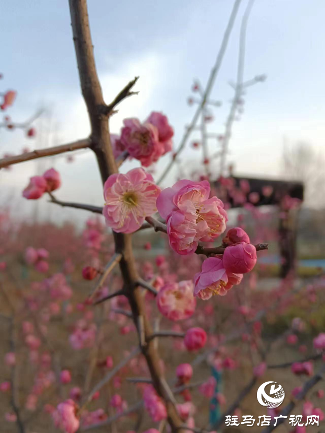 確山縣住建局喊話:公園花已開等你來打卡