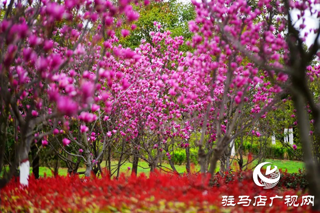 百花繪就春之調色盤 錦繡花海引客醉芳菲