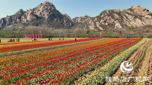 遂平嵖岈山郁金香園：花開迎客來 芳華惹人醉