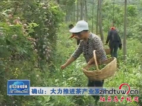 確山：大力推進茶產業(yè)發(fā)展